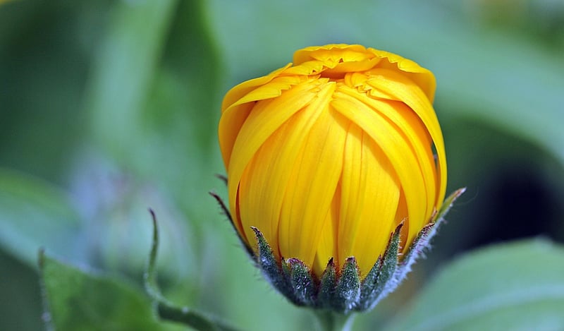 Medicinal Plants