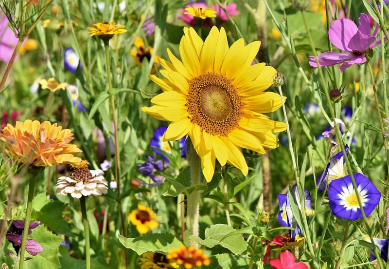 Communal Gardening